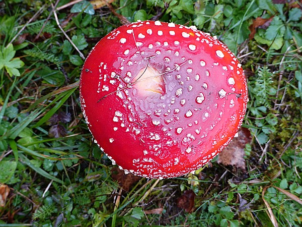 Foto:: Tierfreigehege Ludwigsthal / Lindberg / 25.10.2016 (Foto,Fotos,Bilder,Bild,)