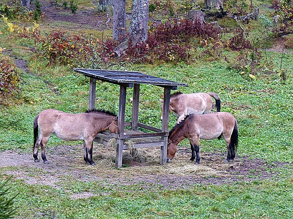 Foto:: Tierfreigehege Ludwigsthal / Lindberg / 25.10.2016 (Foto,Fotos,Bilder,Bild,)