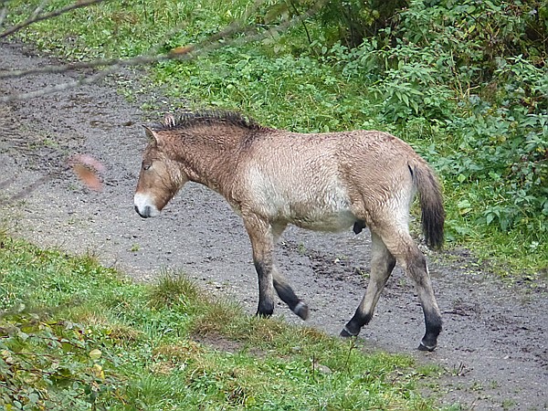 Foto:: Tierfreigehege Ludwigsthal / Lindberg / 25.10.2016 (Foto,Fotos,Bilder,Bild,)
