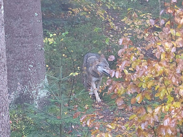 Foto:: Tierfreigehege Ludwigsthal / Lindberg / 25.10.2016 (Foto,Fotos,Bilder,Bild,)