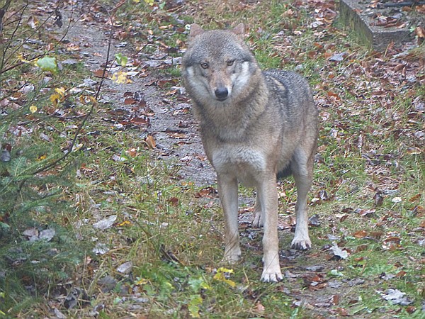 Foto:: Tierfreigehege Ludwigsthal / Lindberg / 25.10.2016 (Foto,Fotos,Bilder,Bild,)