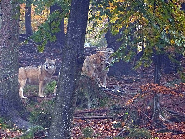 Foto:: Tierfreigehege Ludwigsthal / Lindberg / 25.10.2016 (Foto,Fotos,Bilder,Bild,)