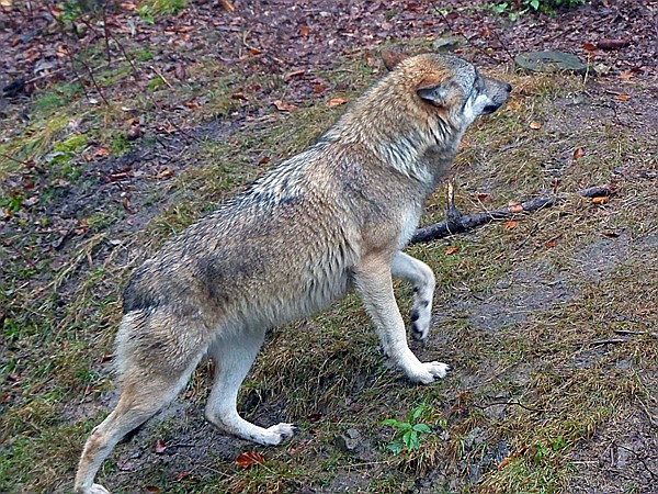 Foto:: Tierfreigehege Ludwigsthal / Lindberg / 25.10.2016 (Foto,Fotos,Bilder,Bild,)