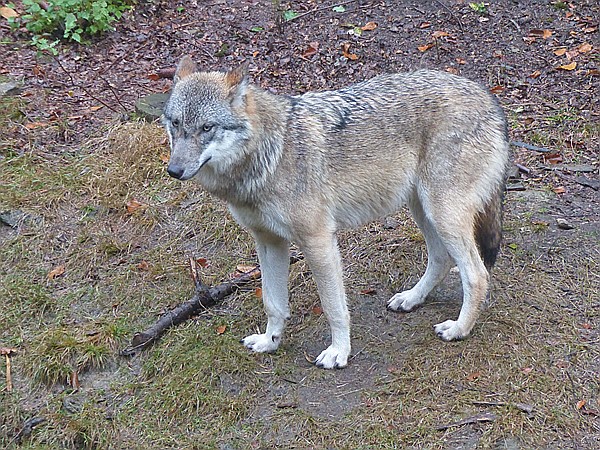 Foto:: Tierfreigehege Ludwigsthal / Lindberg / 25.10.2016 (Foto,Fotos,Bilder,Bild,)