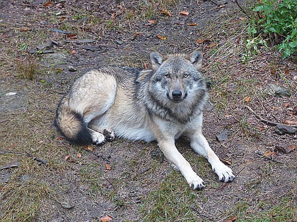 Foto:: Tierfreigehege Ludwigsthal / Lindberg / 25.10.2016 (Foto,Fotos,Bilder,Bild,)