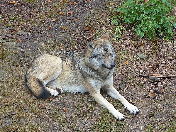 Foto:: Tierfreigehege Ludwigsthal / Lindberg / 25.10.2016 (Foto,Fotos,Bilder,Bild,)