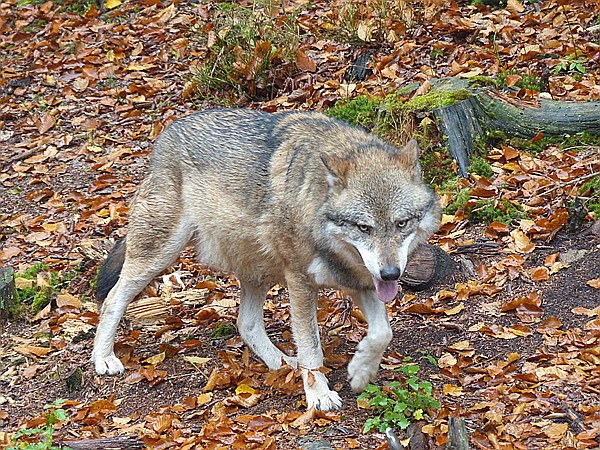 Foto:: Tierfreigehege Ludwigsthal / Lindberg / 25.10.2016 (Foto,Fotos,Bilder,Bild,)