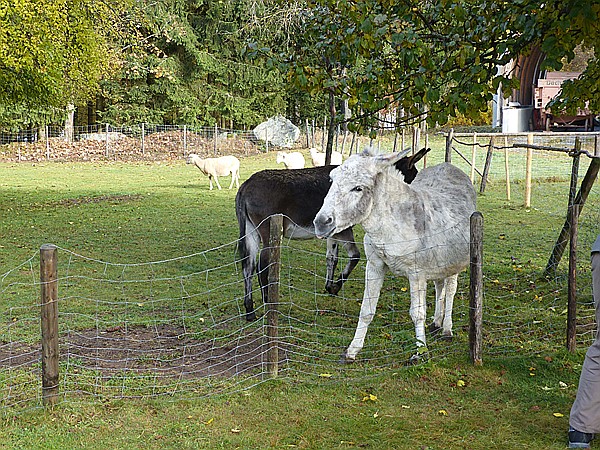 Foto:: Freilichtmuseum / Finsterau / 26.10.2016 (Foto,Fotos,Bilder,Bild,)