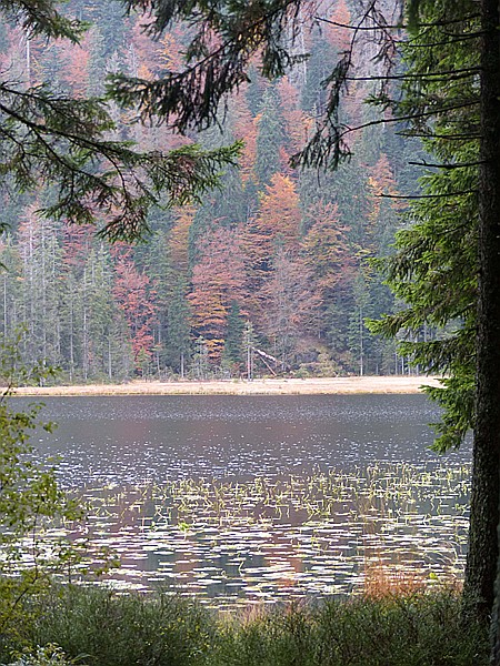 Foto:: Rundgang Grosser Arbersee / Bayerisch Eisenstein / 26.10.2016 (Foto,Fotos,Bilder,Bild,)