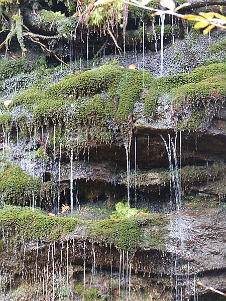 Foto:: Rundgang Grosser Arbersee / Bayerisch Eisenstein / 26.10.2016 (Foto,Fotos,Bilder,Bild,)