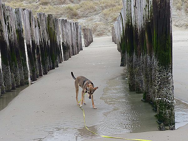 Foto:: Wanderung / Nieuw-Haamstede / 09.12.2016 (Foto,Fotos,Bilder,Bild,)