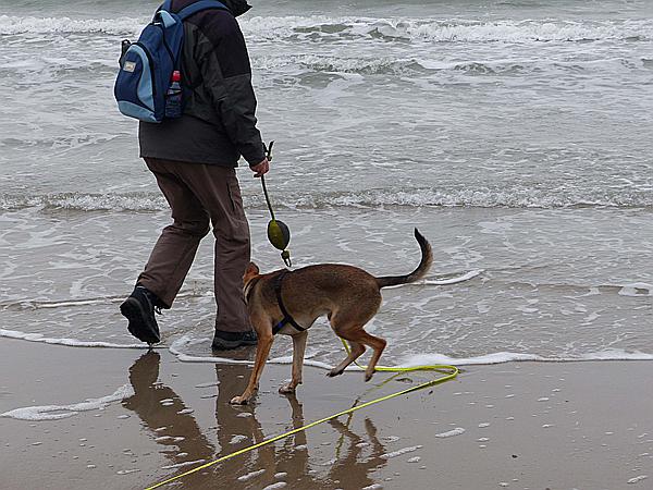 Foto:: Wanderung / Nieuw-Haamstede / 09.12.2016 (Foto,Fotos,Bilder,Bild,)