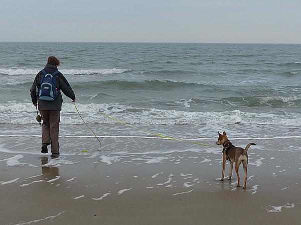 Foto:: Wanderung / Nieuw-Haamstede / 09.12.2016 (Foto,Fotos,Bilder,Bild,)