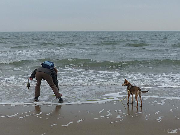 Foto:: Wanderung / Nieuw-Haamstede / 09.12.2016 (Foto,Fotos,Bilder,Bild,)
