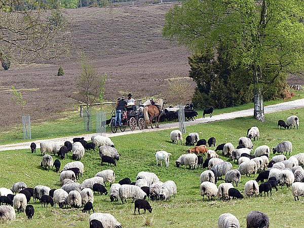 Foto:: Wanderung / Schneverdingen / 13.05.2017 (Foto,Fotos,Bilder,Bild,)