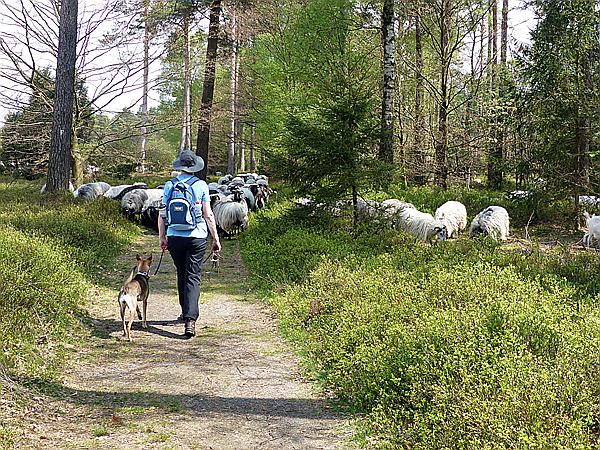 Foto:: Wanderung / Schneverdingen / 13.05.2017 (Foto,Fotos,Bilder,Bild,)