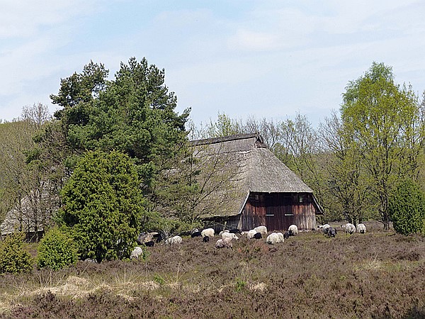 Foto:: Wanderung / Schneverdingen / 13.05.2017 (Foto,Fotos,Bilder,Bild,)