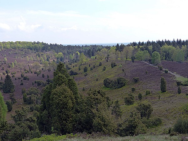 Foto:: Wanderung / Schneverdingen / 13.05.2017 (Foto,Fotos,Bilder,Bild,)