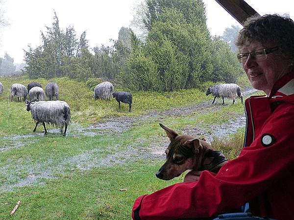 Foto:: Wanderung / Schneverdingen / 13.05.2017 (Foto,Fotos,Bilder,Bild,)