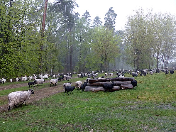 Foto:: Wanderung / Schneverdingen / 13.05.2017 (Foto,Fotos,Bilder,Bild,)