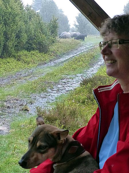 Foto:: Wanderung / Schneverdingen / 13.05.2017 (Foto,Fotos,Bilder,Bild,)
