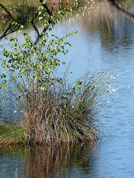 Foto:: Pietzmoor / Schneverdingen / 14.05.2017 (Foto,Fotos,Bilder,Bild,)