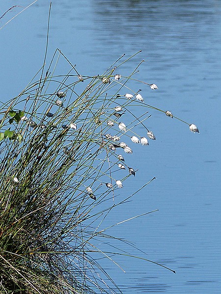 Foto:: Pietzmoor / Schneverdingen / 14.05.2017 (Foto,Fotos,Bilder,Bild,)