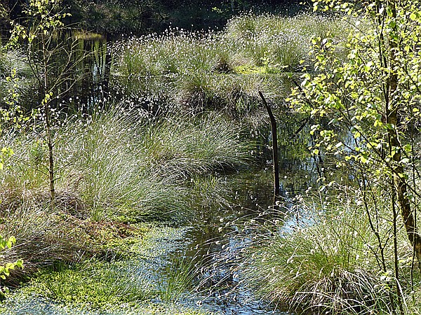 Foto:: Pietzmoor / Schneverdingen / 14.05.2017 (Foto,Fotos,Bilder,Bild,)