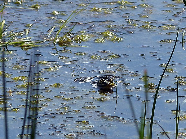 Foto:: Pietzmoor / Schneverdingen / 14.05.2017 (Foto,Fotos,Bilder,Bild,)