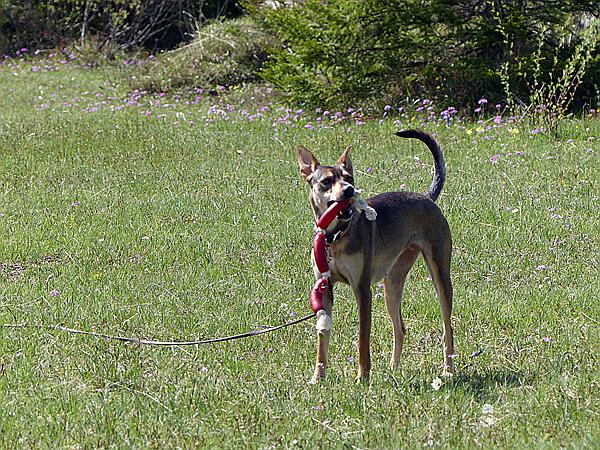 Foto:: Wanderung / Wallgau / 21.05.2017 (Foto,Fotos,Bilder,Bild,)