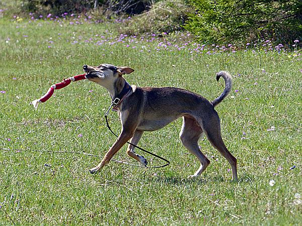 Foto:: Wanderung / Wallgau / 21.05.2017 (Foto,Fotos,Bilder,Bild,)