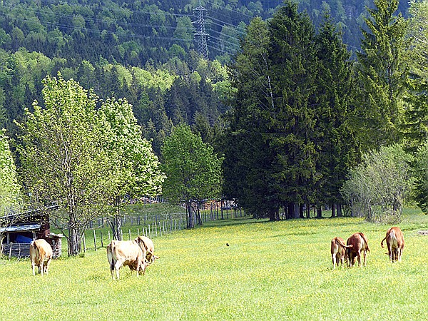 Foto:: Wanderung / Wallgau / 21.05.2017 (Foto,Fotos,Bilder,Bild,)