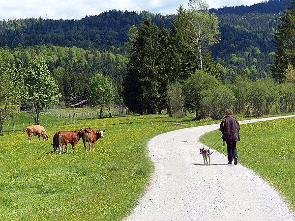 Foto:: Wanderung / Wallgau / 21.05.2017 (Foto,Fotos,Bilder,Bild,)