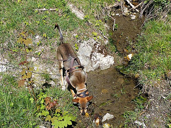 Foto:: Wanderung / Garmisch-Mittenwald / 22.05.2017 (Foto,Fotos,Bilder,Bild,)