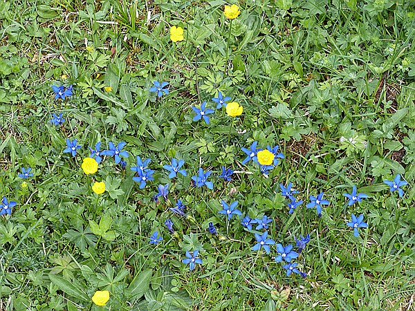 Foto:: Wanderung / Eng Alm - Binsalm / 24.05.2017 (Foto,Fotos,Bilder,Bild,)