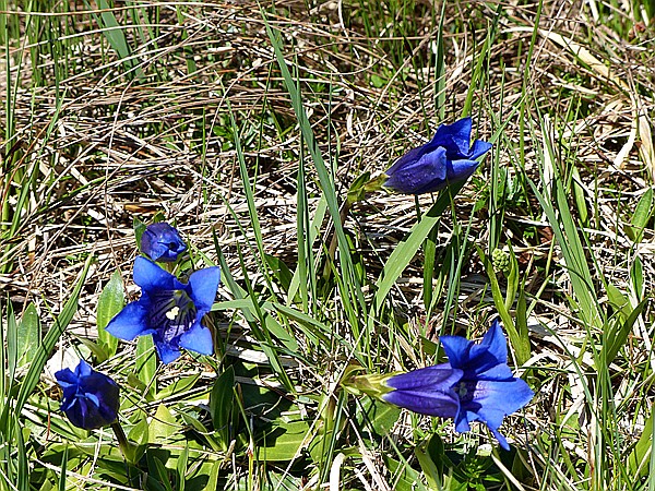 Foto:: Wanderung / Lautersee - Ederkanzel / 26.05.2017 (Foto,Fotos,Bilder,Bild,)