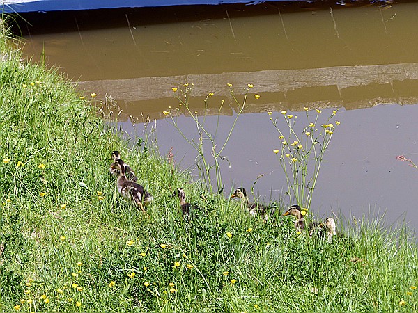 Foto:: Wanderung / Oberinn - Oberbozen - Oberinn / 28.05.2017 (Foto,Fotos,Bilder,Bild,)