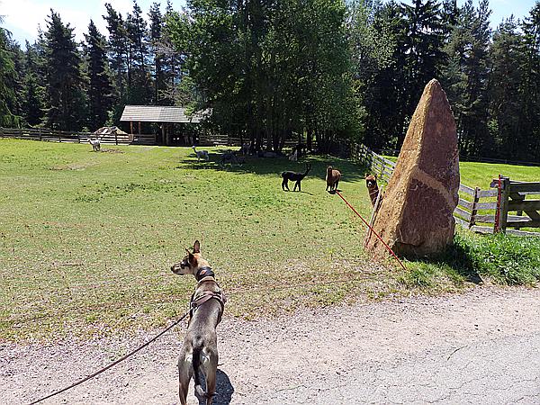 Foto:: Wanderung / Oberinn - Oberbozen - Oberinn / 28.05.2017 (Foto,Fotos,Bilder,Bild,)