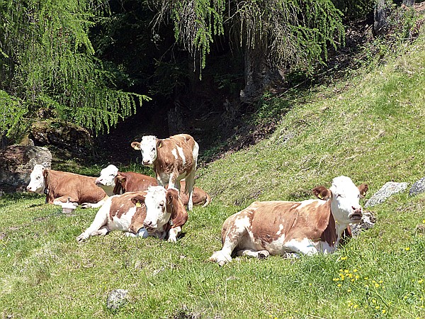 Foto:: Wanderung / Oberinn - Oberbozen - Oberinn / 28.05.2017 (Foto,Fotos,Bilder,Bild,)