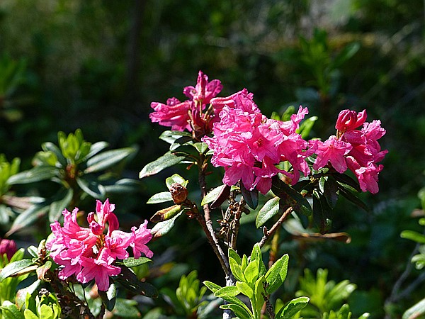 Foto:: Wanderung / Wolfsgruben / 29.05.2017 (Foto,Fotos,Bilder,Bild,)