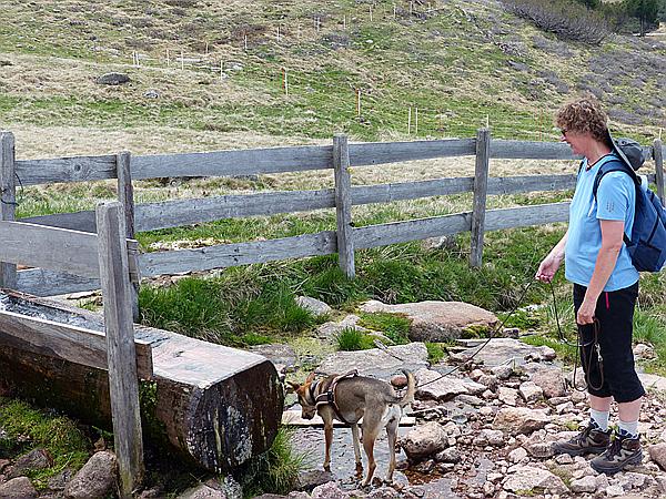 Foto:: Wanderung / Ritten - Oberinn / 30.05.2017 (Foto,Fotos,Bilder,Bild,)