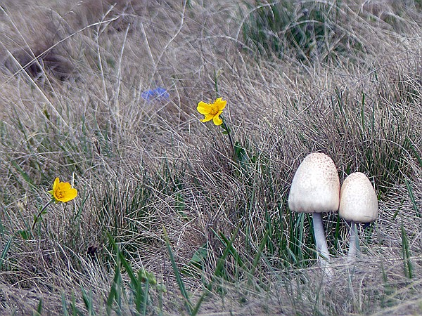 Foto:: Wanderung / Ritten - Oberinn / 30.05.2017 (Foto,Fotos,Bilder,Bild,)