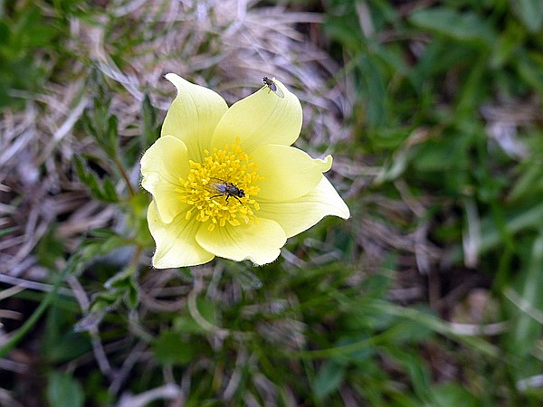 Foto:: Wanderung / Ritten - Oberinn / 30.05.2017 (Foto,Fotos,Bilder,Bild,)