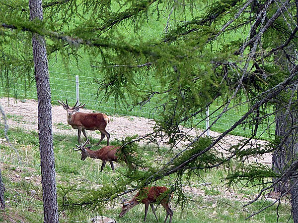 Foto:: Wanderung / Ritten - Oberinn / 30.05.2017 (Foto,Fotos,Bilder,Bild,)