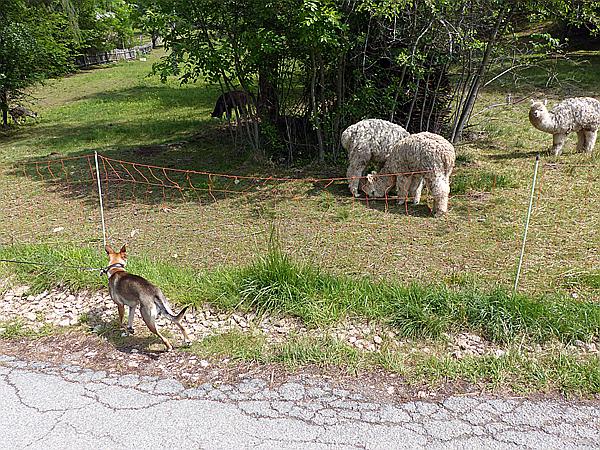 Foto:: Wanderung / Lichtenstern / 02.06.2017 (Foto,Fotos,Bilder,Bild,)