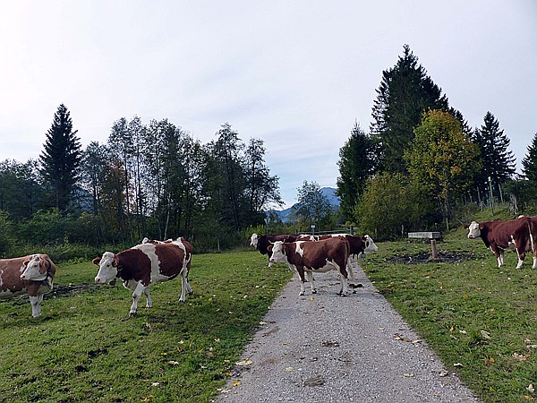 Foto:: Wanderung / Kruen - Wallgau  / 04.10.2017 (Foto,Fotos,Bilder,Bild,)