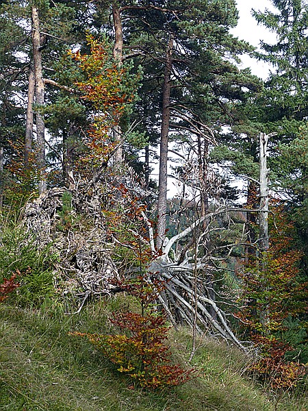 Foto:: Wanderung / Kruen - Wallgau  / 04.10.2017 (Foto,Fotos,Bilder,Bild,)