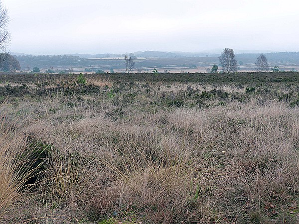 Foto:: Wanderung / Schneverdingen / 03.11.2017 (Foto,Fotos,Bilder,Bild,)