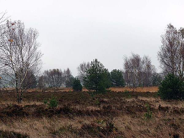 Foto:: Wanderung / Schneverdingen / 03.11.2017 (Foto,Fotos,Bilder,Bild,)