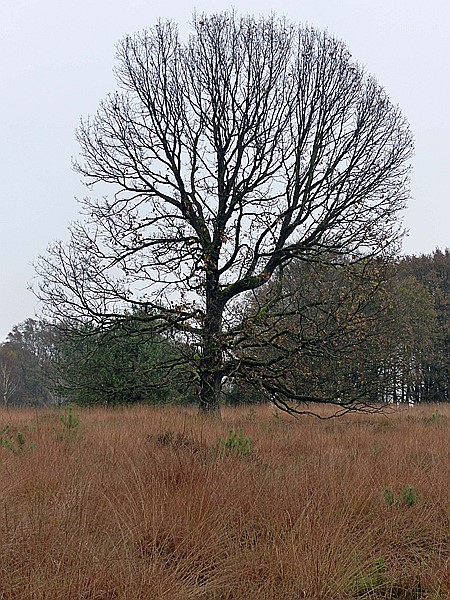 Foto:: Wanderung / Schneverdingen / 03.11.2017 (Foto,Fotos,Bilder,Bild,)